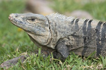 Black Iguana (Ctenosaura similis), Quepos, Puntarenas Province, Costa Rica, Central America