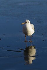 Black-headed Gull(Chroicocephalus ridibundus) on ice surface, Kemnader See, North Rhine-Westphalia, Germany, Europe