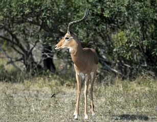 Impala (Aepyceros melampus), Kruger National Park, South Africa, Africa