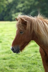 Iceland horse, Iceland pony (Equus islandicus), portrait, Schleswig-Holstein, Germany, Europe