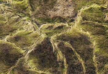 Grassy marshland with animal trails, aerial view, Okavango Delta, Botswana, Africa