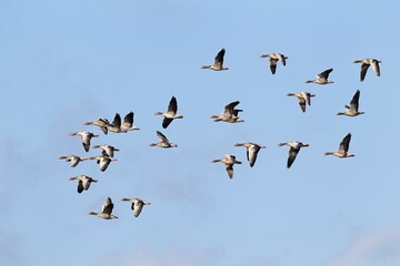 Flying greylag geese (Anser anser), bird migration, fall migration, Western Pomerania Lagoon Area National Park, Mecklenburg-Western Pomerania, Germany, Europe