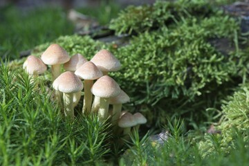 Sulphur tufts (Hypholoma fasciculare), Emsland, Lower Saxony, Germany, Europe