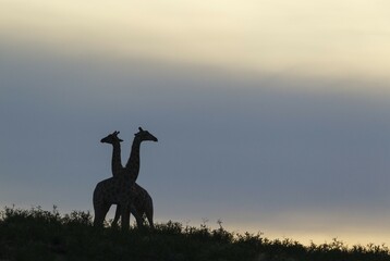 Southern Giraffes (Giraffa giraffa), fighting males at dawn, Kalahari Desert, Kgalagadi...