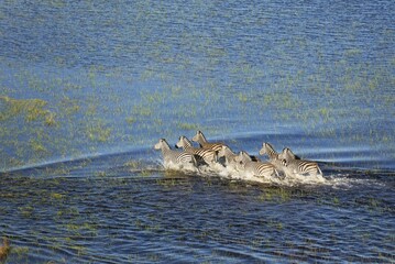 Burchell's Zebra (Equus quagga burchelli), roaming in a freshwater marsh, aerial view, Okavango...