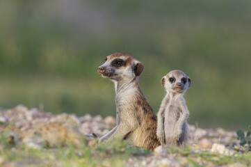 Suricate (Suricata suricatta), female with young at their burrow, during the rainy season in green surroundings, Kalahari Desert, Kgalagadi Transfrontier Park, South Africa, Africa