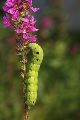 Elephant Hawk-moth (Deilephila elpenor), young green caterpillar eating purple loosestrife (Lythrum salicaria)