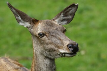 Fototapeta premium Red deer (Cervus elaphus), deer cow, animal portrait, Schleswig-Holstein, Germany, Europe