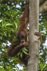 Bornean Orangutan (Pongo pygmaeus), juvenile on a tree, feeding on leaves, Singapore, Asia