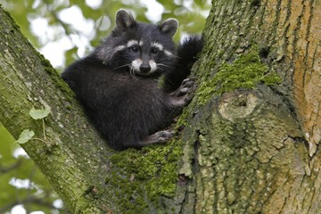 Raccoon (Procyon lotor), young animal sitting in a tree, biosphere reserve Mittlere Elbe,...