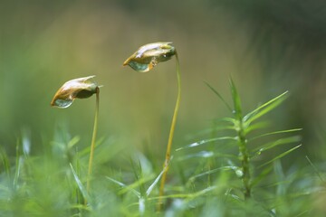 Bank haircap (Polytrichum formosum), sporangia with dewdrops, Emsland, Lower Saxony, Germany, Europe