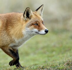 Red fox (Vulpes vulpes), attentive, Waterleidingduinen, North Holland, Netherlands