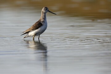 Common Greenshank (Tringa nebularia), foraging in Water, Biosphere Reserve Middle Elbe, Dessau-Roßlau, Saxony-Anhalt, Germany, Europe