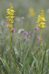 Bog Asphodel (Narthecium ossifragum), Emsland, Lower Saxony, Germany, Europe