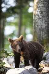 European Brown bear (Ursus arctos), in the forest, young animal, Notranjska region, Slovenia, Europe