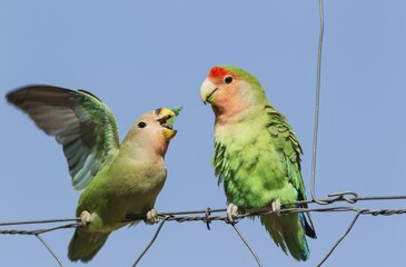 Rosy-faced lovebirds (Agapornis roseicollis), juvenile on left claiming food from adult on wire fence, South-east Namibia