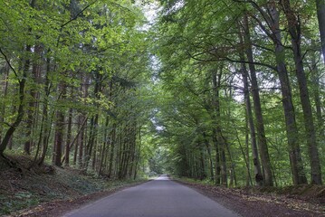 Fototapeta premium Road leads through a mixed forest, Mecklenburg-Western Pomerania, Germany, Europe