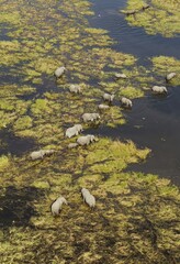 African Elephants (Loxodonta africana), breeding herd, feeding and drinking in a freshwater marsh, aerial view, Okavango Delta, Botswana, Africa