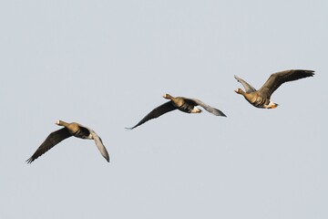 Greater white-fronted geese (Anser albifrons), flying, Nature reserve Tister Bauernmoor, Lower Saxony, Germany, Europe