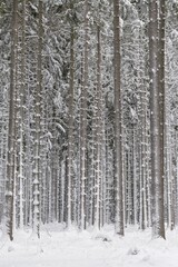 Snow-covered tree trunks in the forest, spruces (ficus) with snow, nature park Jauerling, Wachau, Lower Austria, Austria, Europe