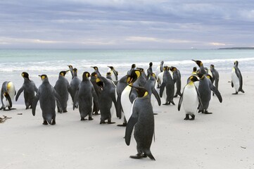 Obraz premium King Penguins (Aptenodytes patagonicus), Volunteer Point, East Falkland Islands, Falkland Islands, South America