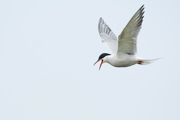 Common Tern (Sterna hirundo), in flight, Texel, North Holland, Netherlands