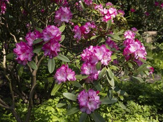 Flowering Rhododendron, North Rhine-Westphalia, Germany, Europe