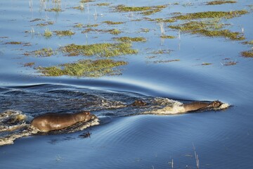Hippopotamus (Hippopotamus amphibius), two adults with a calf in a freshwater marsh, aerial view, Okavango Delta, Moremi Game Reserve, Botswana, Africa