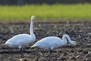 Two whooper swans (Cygnus cygnus) on field, threatening gesture, Emsland, Lower Saxony, Germany, Europe