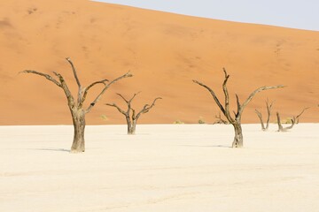 Dead camel thorn trees (Acacia erioloba) in Deadvlei, Sossusvlei, Namib Desert, Namibia, Africa