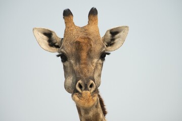 Giraffe (Giraffa camelopardalis), portrait, Etosha National Park, Namibia, Africa © Erhard Nerger/imageBROKER