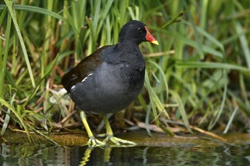 Common moorhen (Gallinula chloropus), in the reed on the shore, Germany, Europe