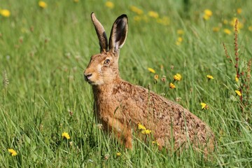 Hare (Lepus europaeus) on a summer meadow, Allgaeu, Bavaria, Germany, Europe