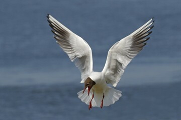 Black-headed gull (Larus ridibundus) on approach, calling, North Sea coast, Schleswig-Holstein, Germany, Europe