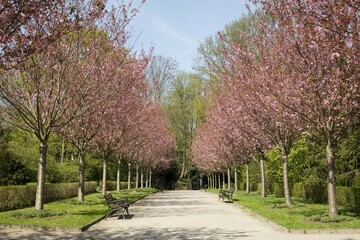 Japanese Cherry (Prunus), alley, Rombergpark, Dortmund, North Rhine-Westphalia, Germany, Europe
