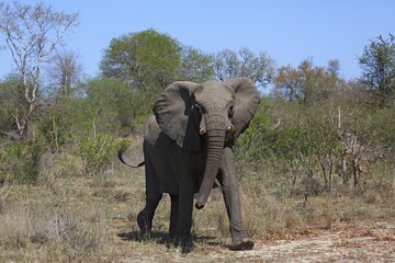 African bush elephant (Loxodonta africana) in the bush, adult, Kruger National Park, South Africa,...