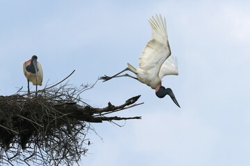 Jabiru (Jabiru mycteria) in flight over its nest, Pantanal, Mato Grosso, Brazil, South America