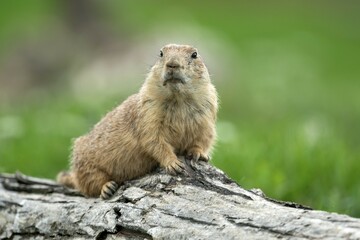Black-tailed Prairie Dog (Cynomys ludovicianus) lying on tree trunk, France, Europe