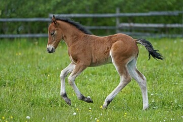 Domestic horse, foal runs on the pasture, Germany, Europe