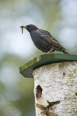Starling (Sturnus vulgaris) with food in its beak sitting on nest box, Emsland, Lower Saxony,...