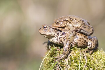 Common toads (bufo Bufu) migrating, Hesse, Germany, Europe