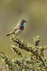 Bluethroat (Luscinia svecica) sitting on a bush with an insect in beak, Texel, West Frisian Islands, North Holland, Netherlands