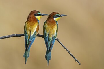 Fototapeta premium Two bee-eaters (Merops apiaster), animal pair sitting on branch, Rhineland-Palatinate, Germany, Europe