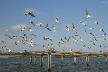 Yellow-legged Gulls (Larus michahellis), flock flying off, Bahia del Fangar, environs of the Ebro Delta Nature Reserve, Tarragona province, Catalonia, Spain, Europe