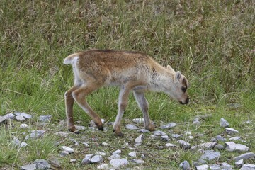 Reindeer (Rangifer tarandus) calf in tundra, Lapland, Norway, Europe