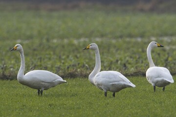 Whooper swans (Cygnus cygnus), standing in a meadow, Emsland, Lower Saxony, Germany, Europe