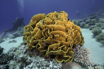 Yellow scroll coral (Turbinaria reniformis) and diver, Marsa Shona reef dive site, Egypt, Red Sea, Africa © Rolf von Riedmatten/imageBROKER