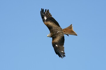 Red kite (Milvus milvus) flying, Germany, Europe