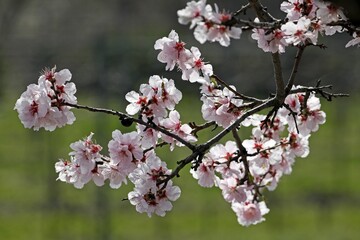 Almond blossom, flowering Almond trees (Prunus dulcis), Southern Wine Route, Rhineland-Palatinate, Germany, Europe
