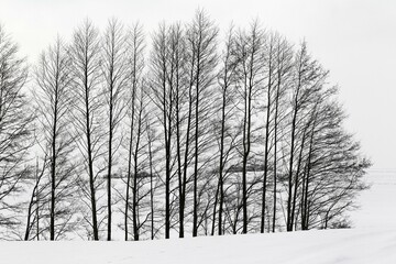 Bare trees, graphic, Schleswig-Holstein. Germany